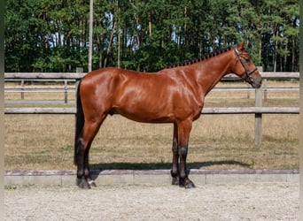 Holsteiner, Wallach, 5 Jahre, 168 cm, Brauner