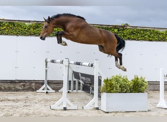 Holsteiner, Wallach, 5 Jahre, 168 cm, Brauner