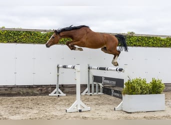 Holsteiner, Wallach, 5 Jahre, 168 cm, Brauner
