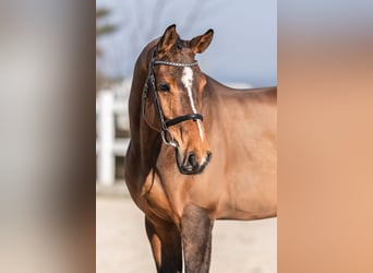 Holsteiner, Wallach, 5 Jahre, 168 cm, Brauner