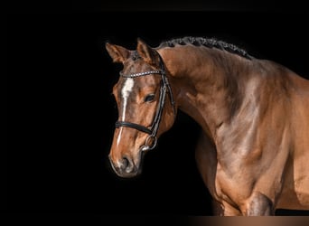 Holsteiner, Wallach, 5 Jahre, 168 cm, Brauner