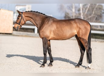 Holsteiner, Wallach, 5 Jahre, 168 cm, Brauner