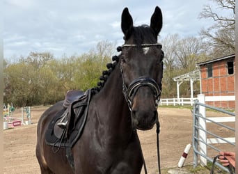 Holsteiner, Wallach, 5 Jahre, 168 cm, Dunkelbrauner
