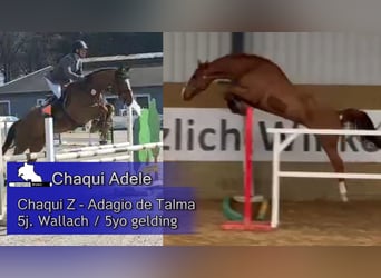 Holsteiner, Wallach, 5 Jahre, 168 cm, Dunkelfuchs