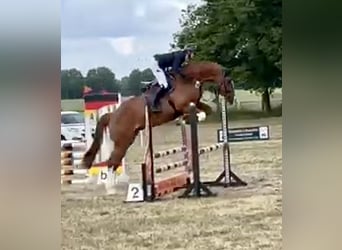 Holsteiner, Wallach, 5 Jahre, 168 cm, Fuchs