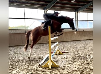 Holsteiner, Wallach, 5 Jahre, 168 cm, Fuchs
