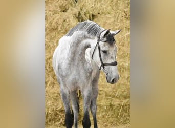 Holsteiner, Wallach, 5 Jahre, 168 cm, Schimmel