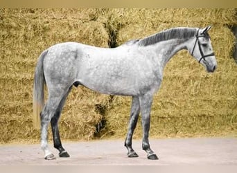 Holsteiner, Wallach, 5 Jahre, 168 cm, Schimmel