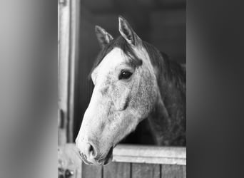 Holsteiner, Wallach, 5 Jahre, 169 cm, Apfelschimmel