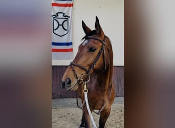 Holsteiner, Wallach, 5 Jahre, 169 cm, Brauner