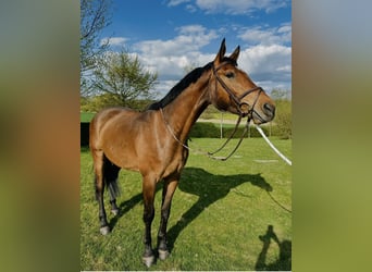 Holsteiner, Wallach, 5 Jahre, 169 cm, Brauner