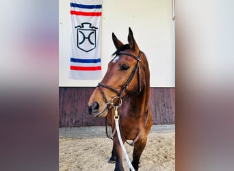 Holsteiner, Wallach, 5 Jahre, 169 cm, Brauner
