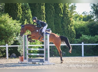 Holsteiner, Wallach, 5 Jahre, 169 cm, Brauner