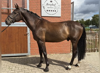 Holsteiner, Wallach, 5 Jahre, 169 cm, Dunkelbrauner