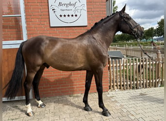 Holsteiner, Wallach, 5 Jahre, 169 cm, Dunkelbrauner