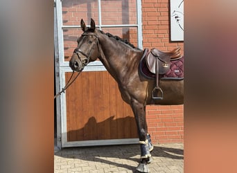 Holsteiner, Wallach, 5 Jahre, 169 cm, Dunkelbrauner