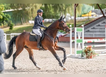 Holsteiner, Wallach, 5 Jahre, 169 cm, Dunkelfuchs