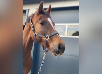 Holsteiner, Wallach, 5 Jahre, 169 cm, Fuchs