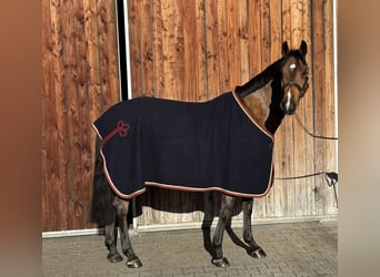 Holsteiner, Wallach, 5 Jahre, 169 cm, Hellbrauner