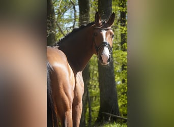 Holsteiner, Wallach, 5 Jahre, 170 cm, Brauner