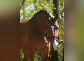 Holsteiner, Wallach, 5 Jahre, 170 cm, Brauner