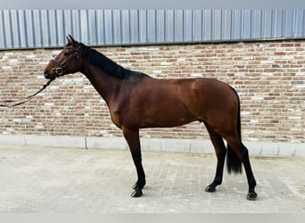 Holsteiner, Wallach, 5 Jahre, 170 cm, Brauner