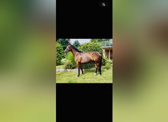 Holsteiner, Wallach, 5 Jahre, 170 cm, Brauner