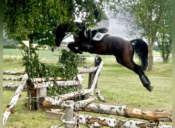 Holsteiner, Wallach, 5 Jahre, 170 cm, Brauner