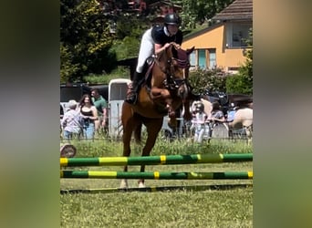 Holsteiner, Wallach, 5 Jahre, 170 cm, Dunkelbrauner