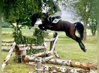 Holsteiner, Wallach, 5 Jahre, 170 cm, Dunkelbrauner