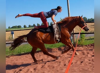 Holsteiner, Wallach, 5 Jahre, 170 cm, Fuchs