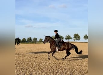 Holsteiner, Wallach, 5 Jahre, 170 cm, Rappe