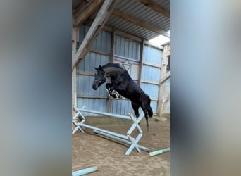 Holsteiner, Wallach, 5 Jahre, 170 cm, Rappe