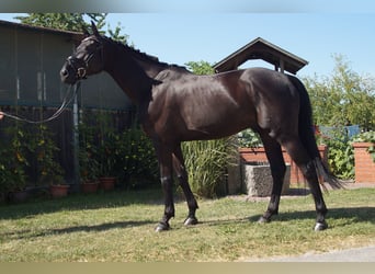 Holsteiner, Wallach, 5 Jahre, 170 cm, Rappe
