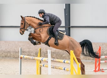 Holsteiner, Wallach, 5 Jahre, 170 cm, Rotbrauner