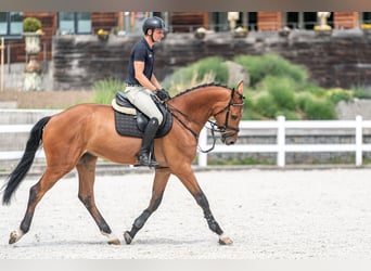 Holsteiner, Wallach, 5 Jahre, 170 cm, Rotbrauner