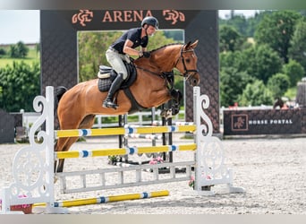 Holsteiner, Wallach, 5 Jahre, 170 cm, Rotbrauner