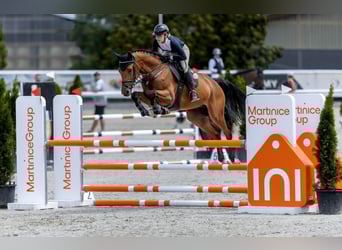 Holsteiner, Wallach, 5 Jahre, 170 cm, Rotbrauner