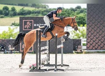 Holsteiner, Wallach, 5 Jahre, 170 cm, Rotbrauner