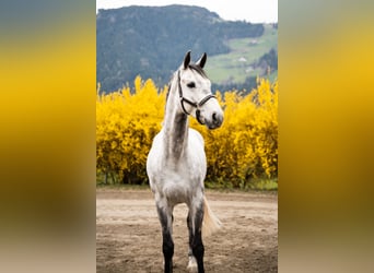 Holsteiner, Wallach, 5 Jahre, 170 cm, Schimmel