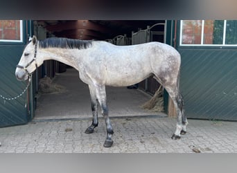 Holsteiner, Wallach, 5 Jahre, 170 cm, Schimmel