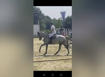 Holsteiner, Wallach, 5 Jahre, 170 cm, Schimmel