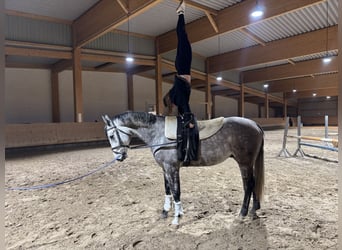 Holsteiner, Wallach, 5 Jahre, 170 cm, Schimmel