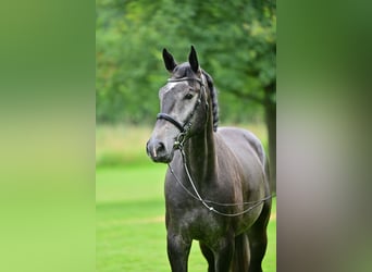 Holsteiner, Wallach, 5 Jahre, 171 cm, Schimmel