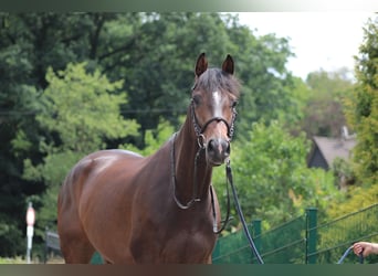 Holsteiner, Wallach, 5 Jahre, 172 cm, Brauner