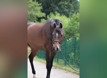 Holsteiner, Wallach, 5 Jahre, 172 cm, Brauner