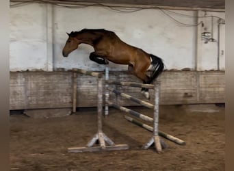 Holsteiner, Wallach, 5 Jahre, 172 cm, Brauner