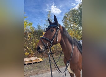 Holsteiner, Wallach, 5 Jahre, 172 cm, Brauner