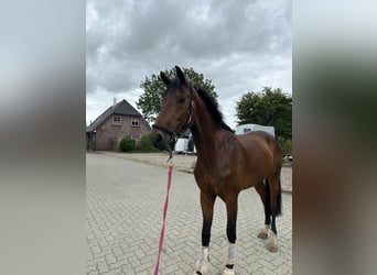 Holsteiner, Wallach, 5 Jahre, 172 cm, Dunkelbrauner