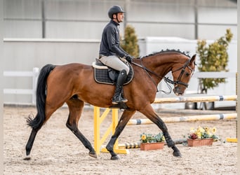 Holsteiner, Wallach, 5 Jahre, 172 cm, Rotbrauner